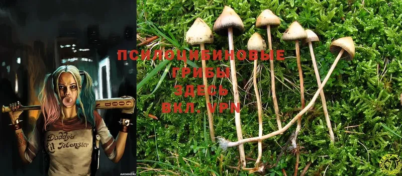 Галлюциногенные грибы MAGIC MUSHROOMS  купить наркоту  Новодвинск 